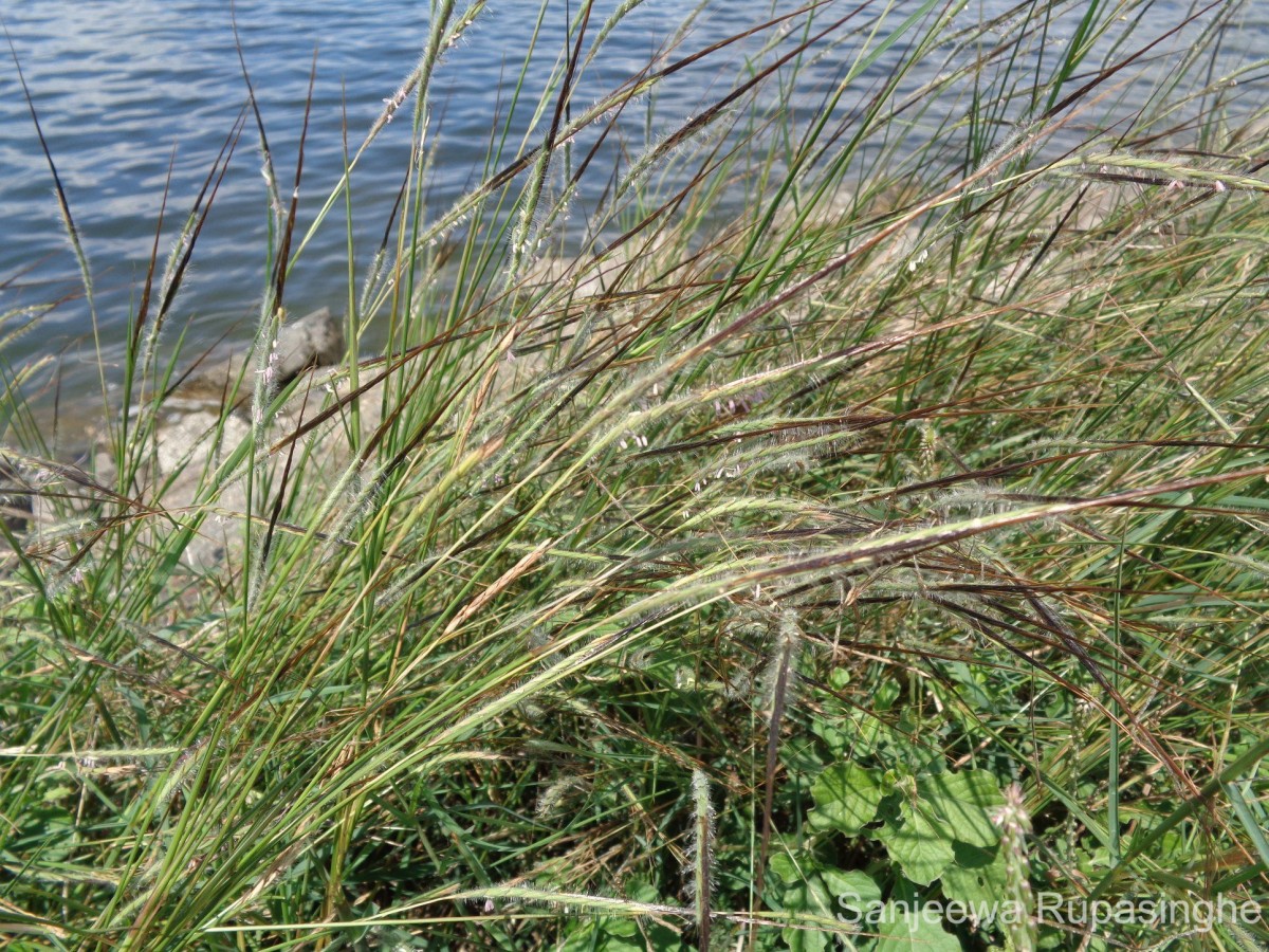 Heteropogon contortus (L.) P.Beauv. ex Roem. & Schult.